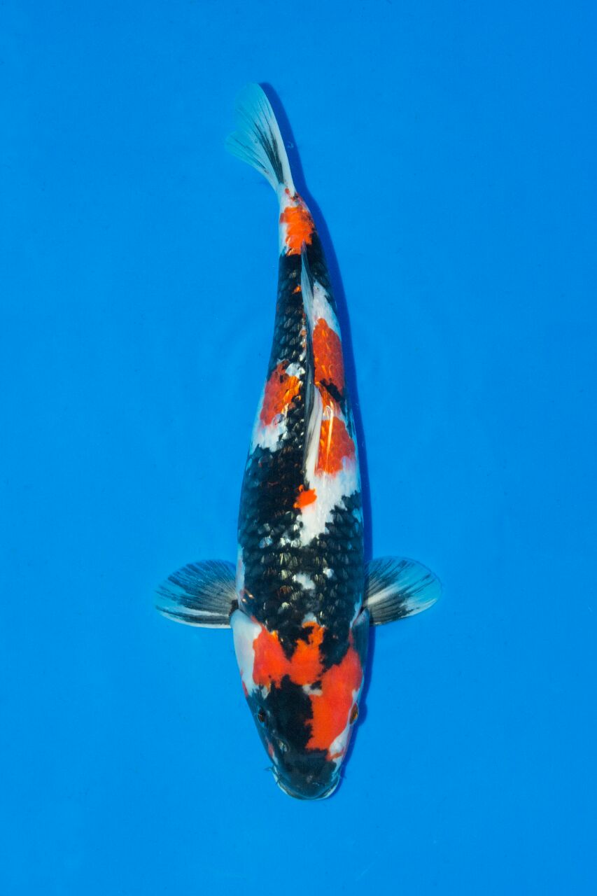 Koi Kühl