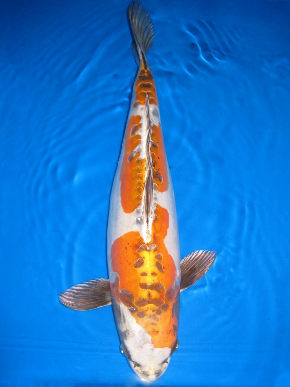 Koi Kühl