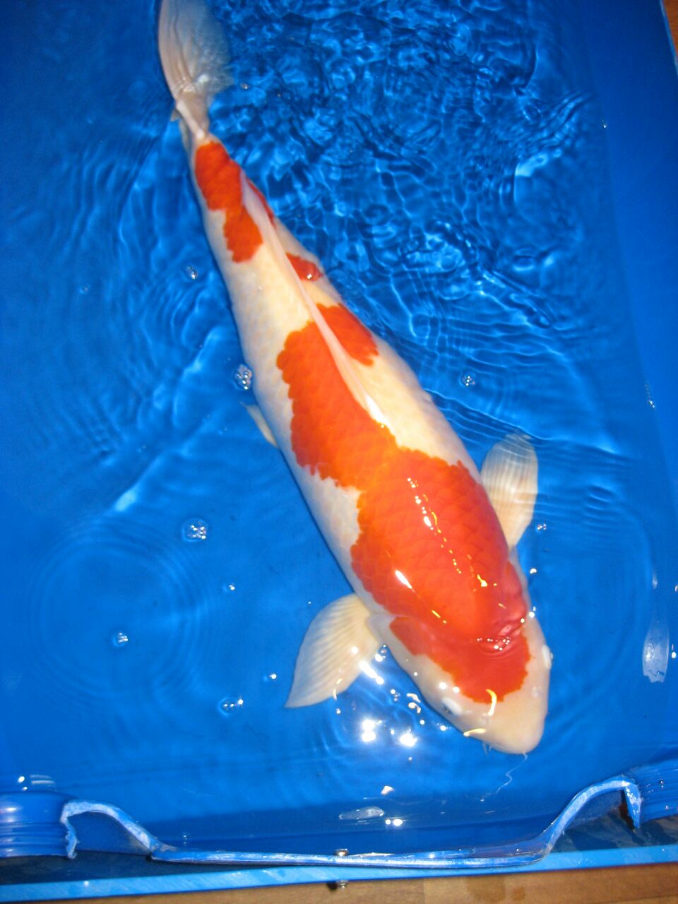 Koi Kühl