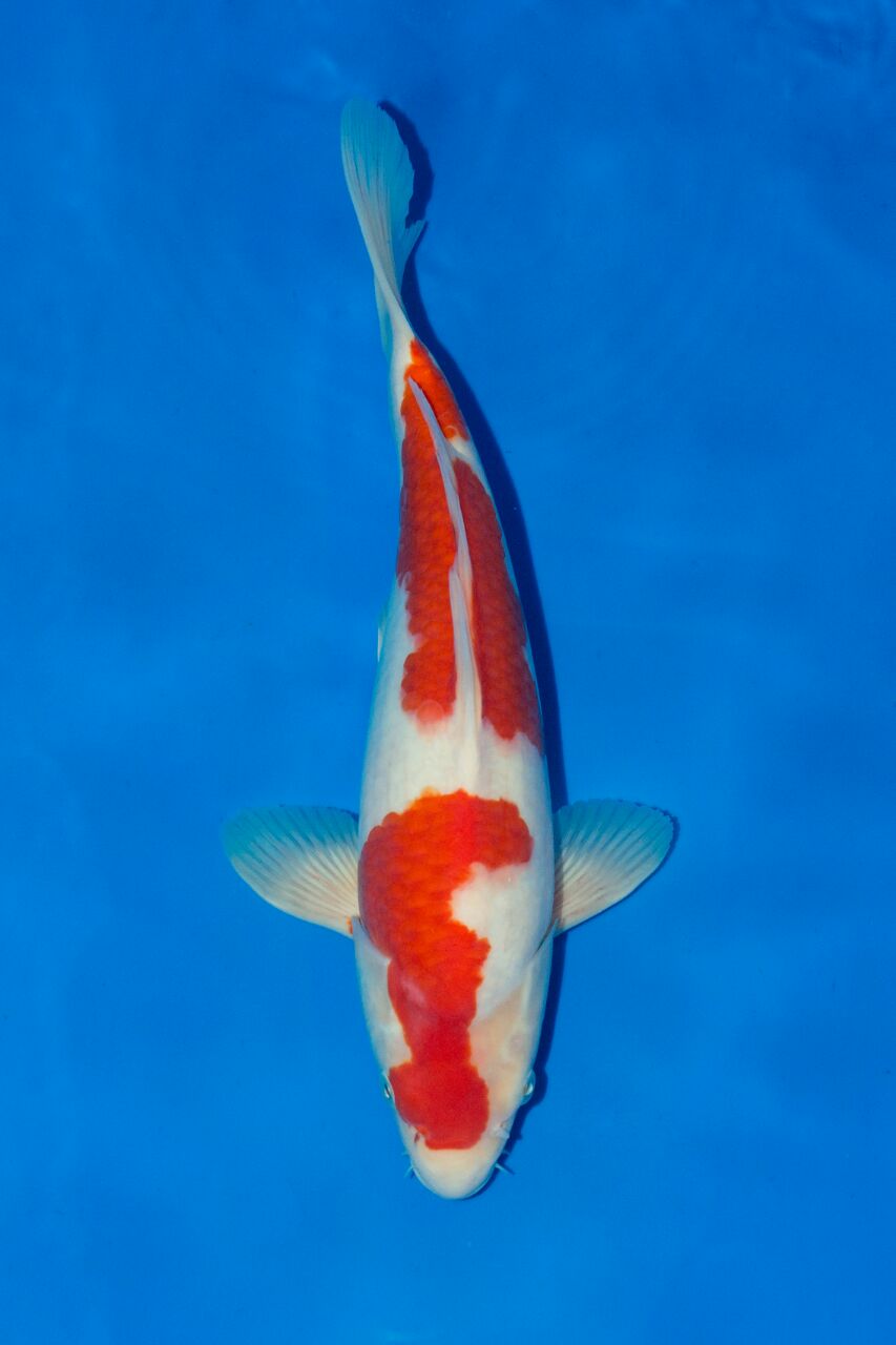 Koi Kühl