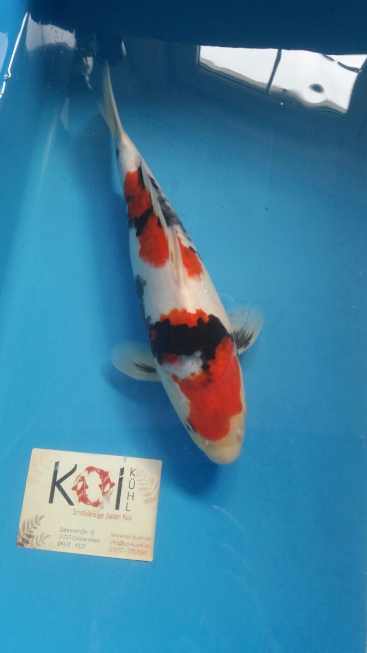 Koi Kühl