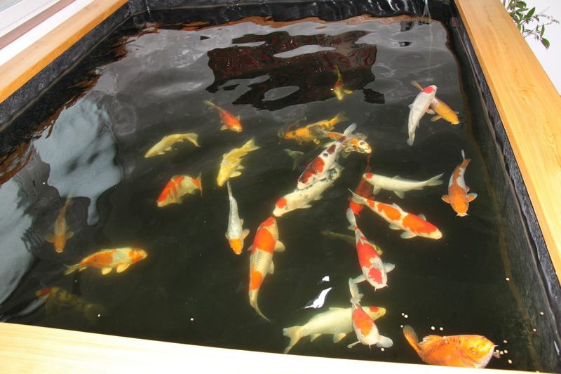 Koi Kühl