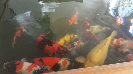 Koi Kühl