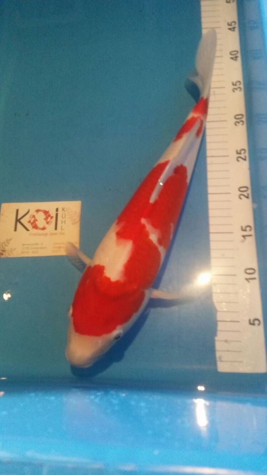 Koi Kühl