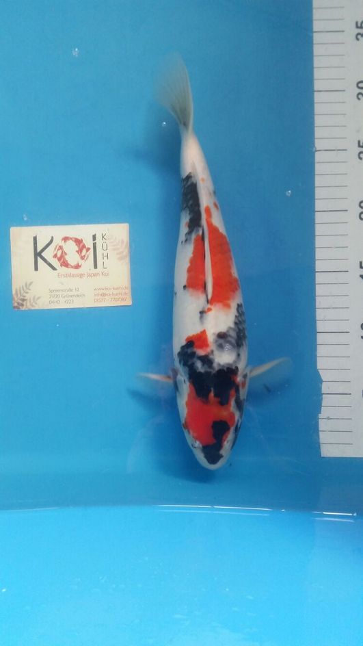 Koi Kühl