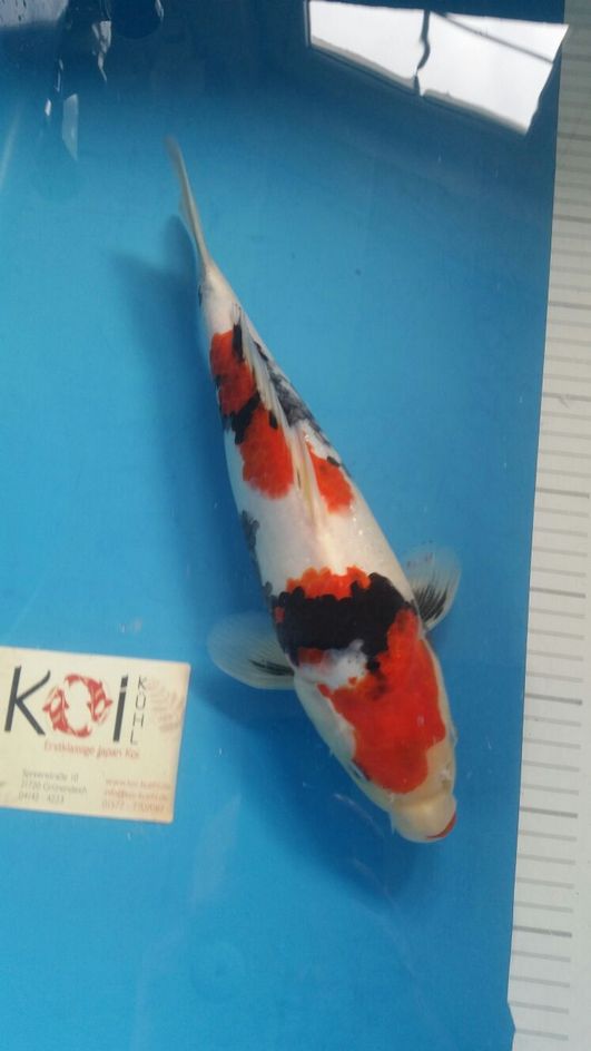 Koi Kühl